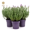 Lavandula Anouk