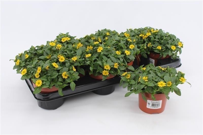 <h4>Sanvitalia Procumbens</h4>