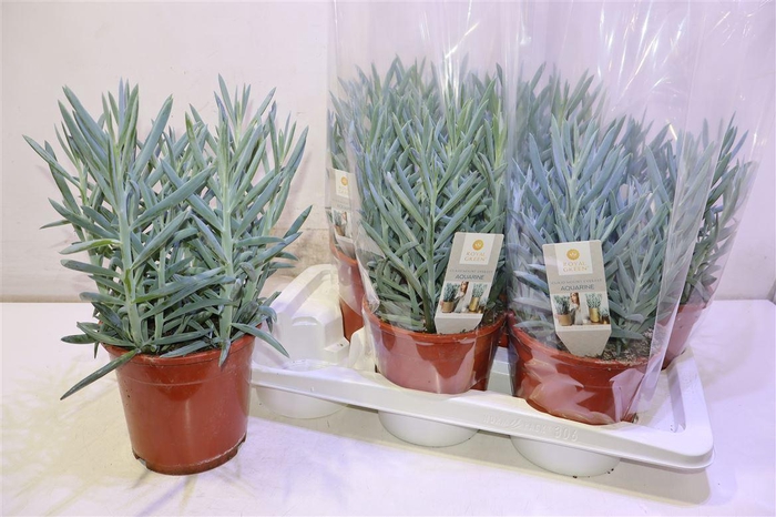 <h4>Curio Fic Mt Everest</h4>