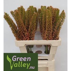 Eremurus Emmy Rodenburg Green Valley