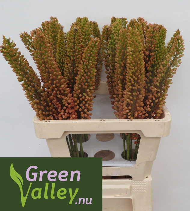 <h4>Eremurus Emmy Rodenburg Green Valley</h4>