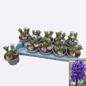 !! PROMO !! HYACIN BLUE SENSATION P12