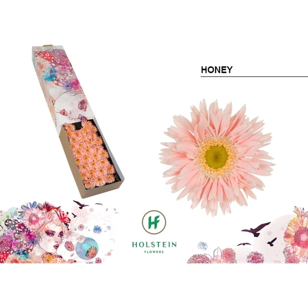 <h4>Ge Mi Spider Honey Box Holstein</h4>