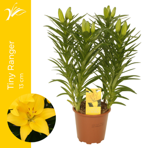 Lilium Tiny Ranger 13 cm (az. lelie)