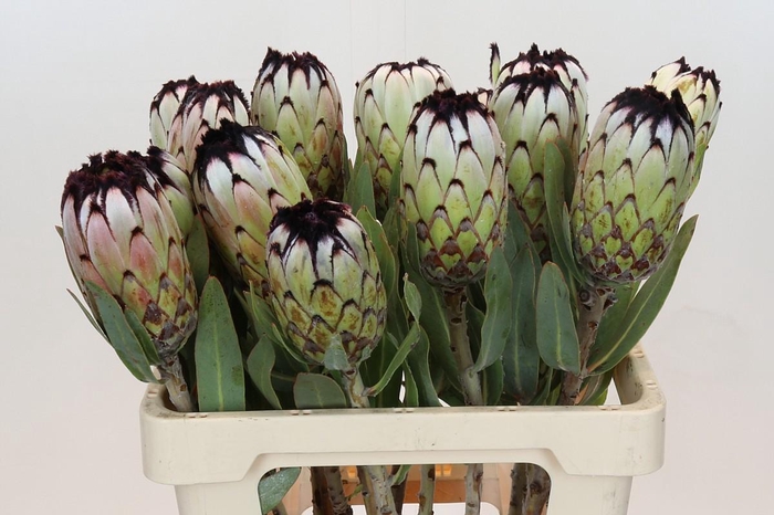 Protea Niobe