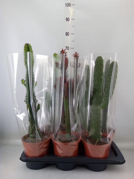 <h4>Cactus   ...mix  3</h4>