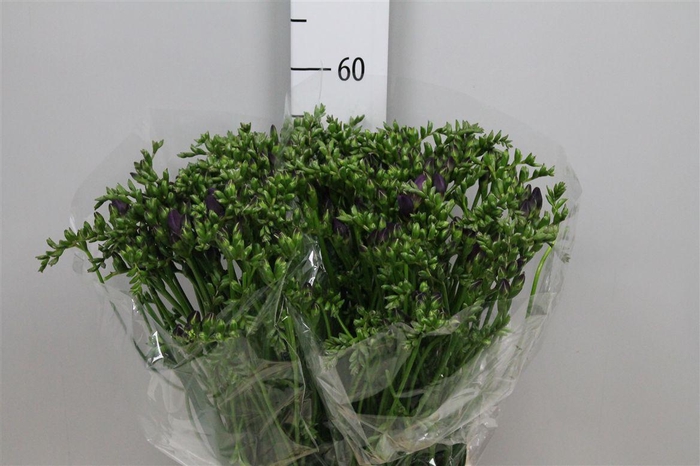 <h4>Fr Du Blue Bayou</h4>