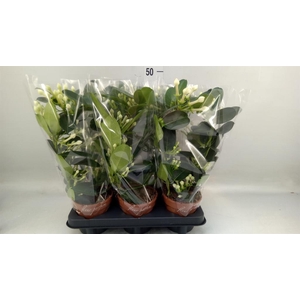 Stephanotis floribunda   ...