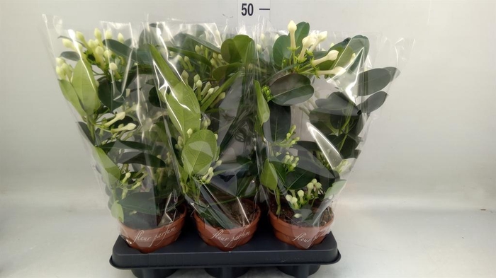 <h4>Stephanotis floribunda   ...</h4>