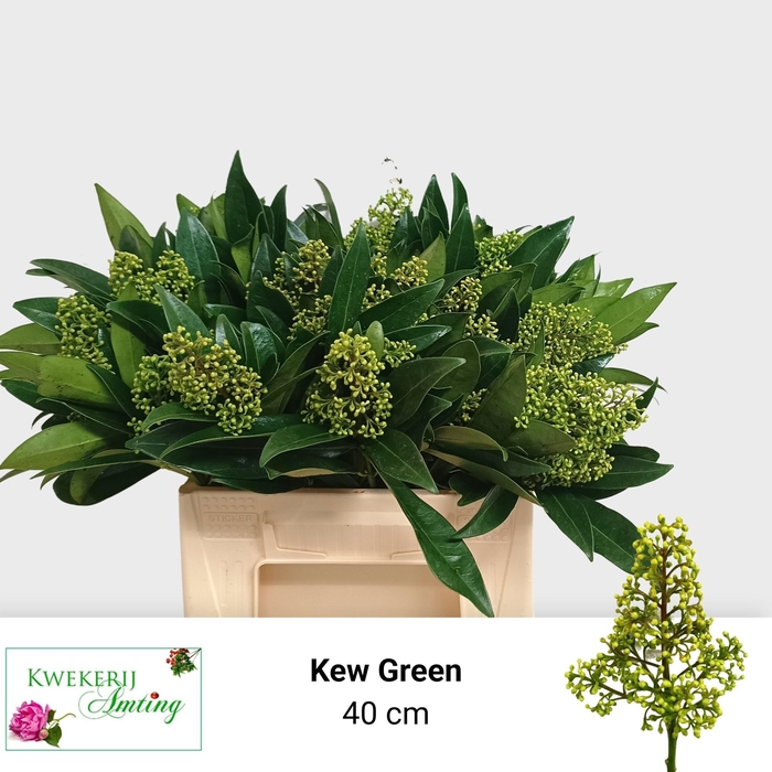 <h4>SKIM C KEW GREEN BS</h4>