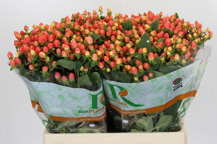 <h4>Hypericum Magical Royal Princess</h4>