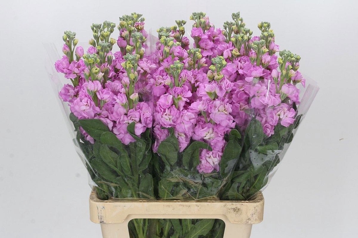 <h4>MATTH IRON PINK</h4>