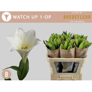 Li Lf Watch Up 1 Kop Bredefleur