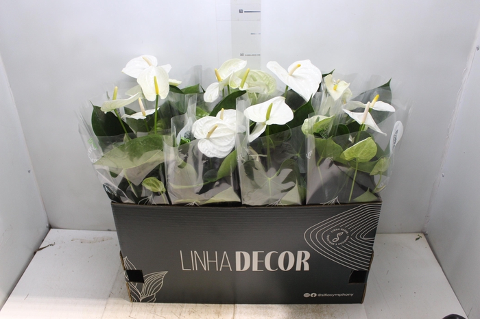<h4>ANTHURIUM WHITE WINNER P15 BRANCO</h4>