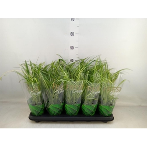 Chlorophytum cos. 'Atlantic'