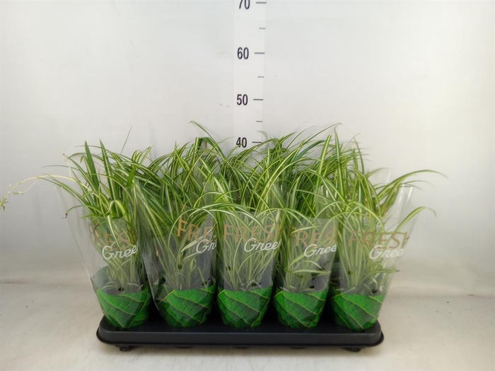 <h4>Chlorophytum cos. 'Atlantic'</h4>