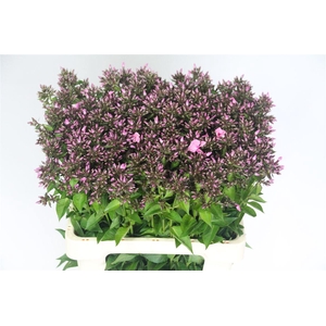 Phlox P Sweet Dance