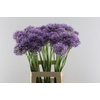 Allium Gladiator