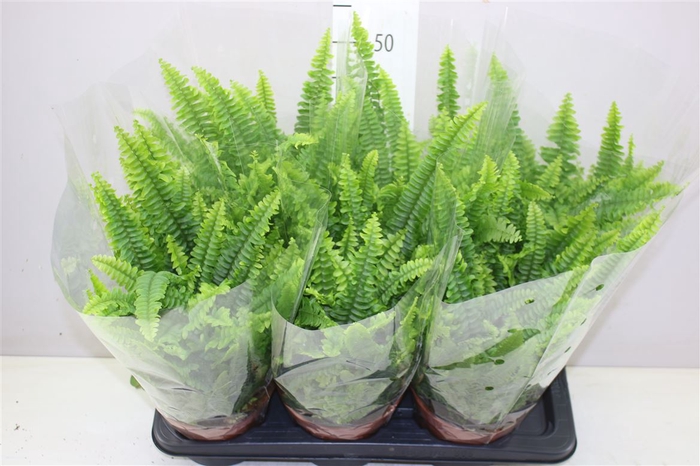 <h4>Nephrolepis Ex Green Lady</h4>