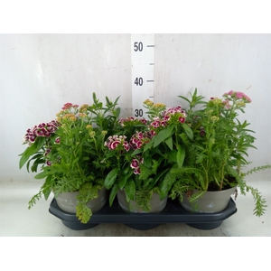 Vaste pltn   ...mix in pot [Perenni