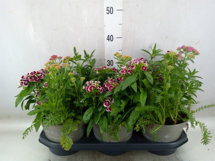 <h4>Vaste pltn   ...mix in pot [Perenni</h4>