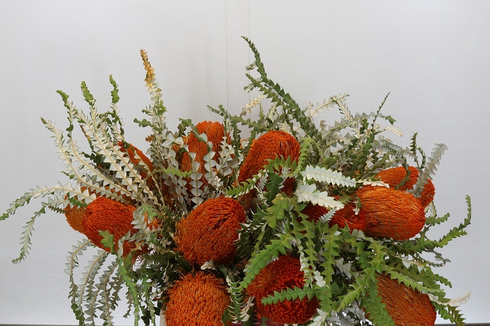 <h4>Banksia Speciosa Orange</h4>