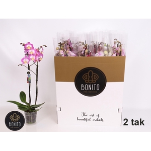 PHAL GEM 7 KL