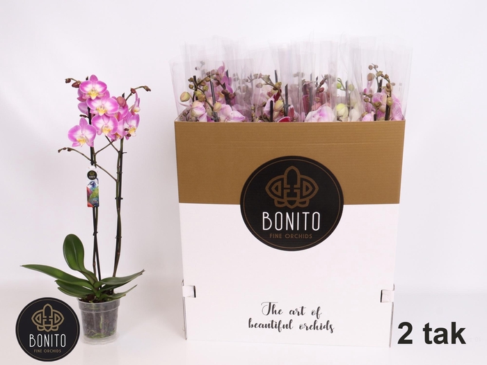 <h4>PHAL GEM 7 KL</h4>