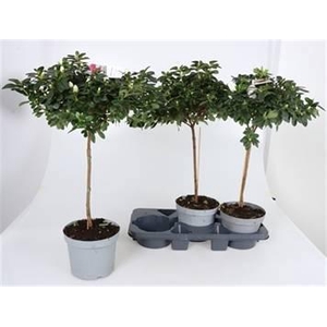 RHODO SI WITTE VOGEL