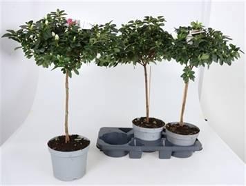 <h4>RHODO SI OV</h4>