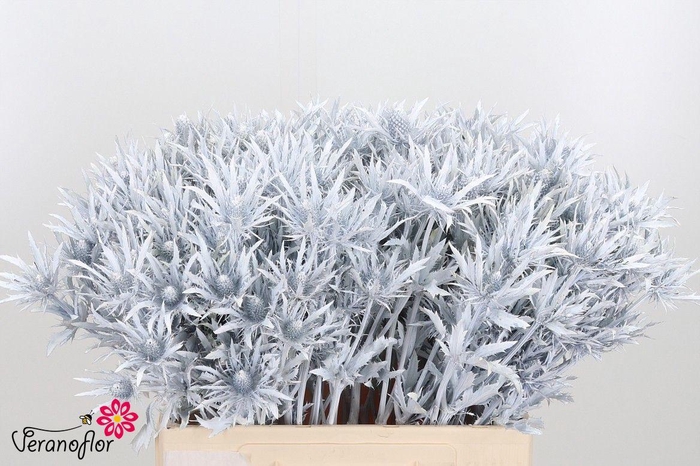 <h4>ERYN DOBIDA KLB H%</h4>