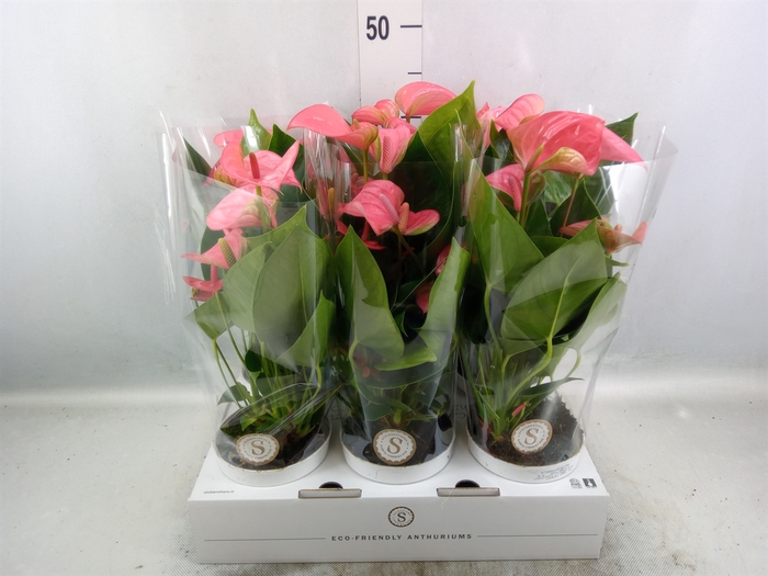 <h4>Anthurium andr. 'Pink Champion'</h4>