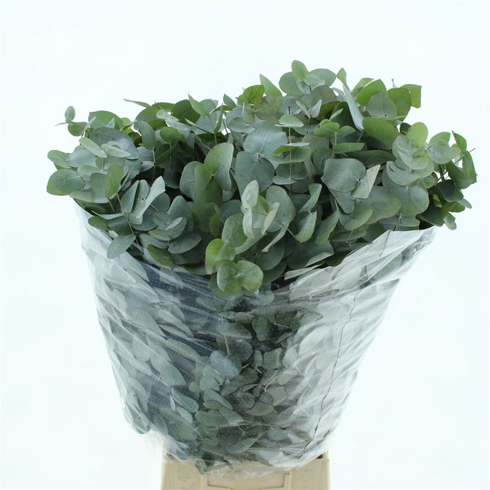 <h4>Euca Cinerea 300gram Albenga</h4>