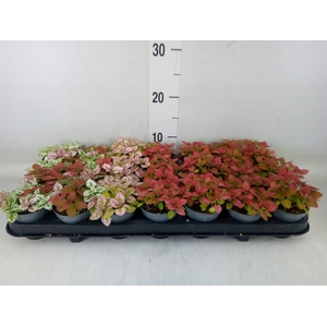 Hypoestes phyllo.   ...mix