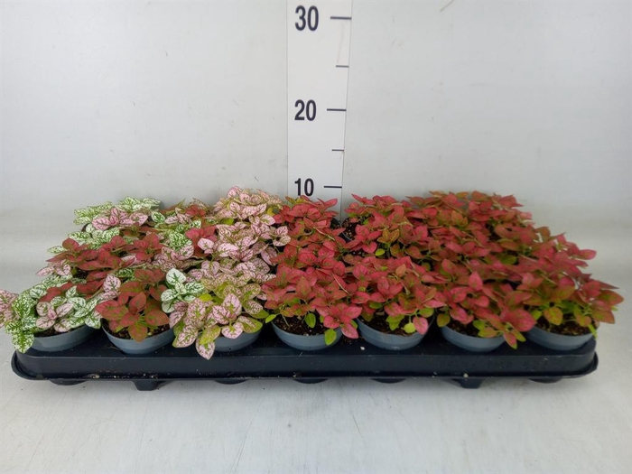 <h4>Hypoestes phyllo.   ...mix</h4>