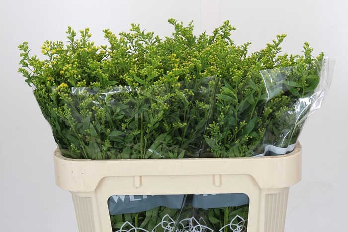 <h4>Solidago Golden Glory</h4>