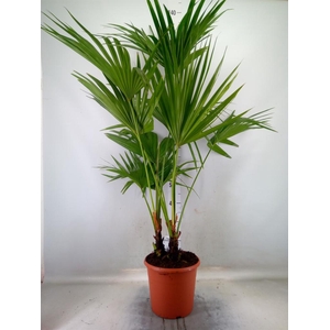 Livistona rotundifolia