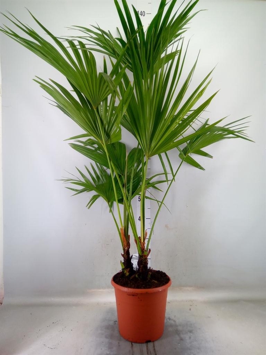 <h4>Livistona rotundifolia</h4>