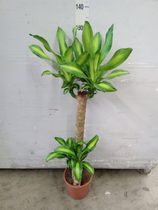 Dracaena frag. 'Massangeana'