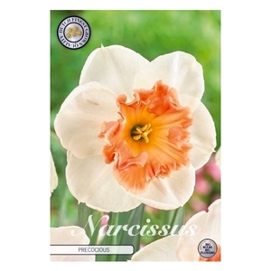 Narcissus Trumpet Precocious x5 14/16