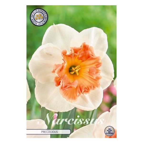 <h4>Narcissus Trumpet Precocious x5 14/16</h4>