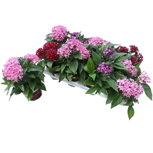Pentas lanceolata Graffiti gemengd