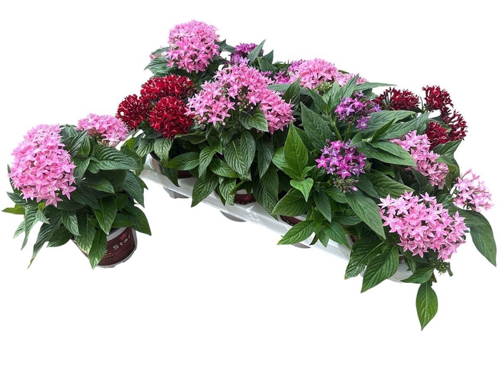 <h4>Pentas lanceolata Graffiti gemengd</h4>