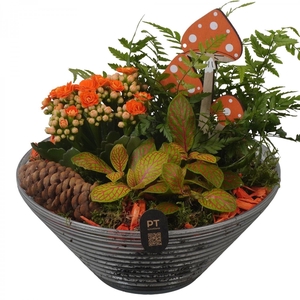 Arr.    Planten  L%