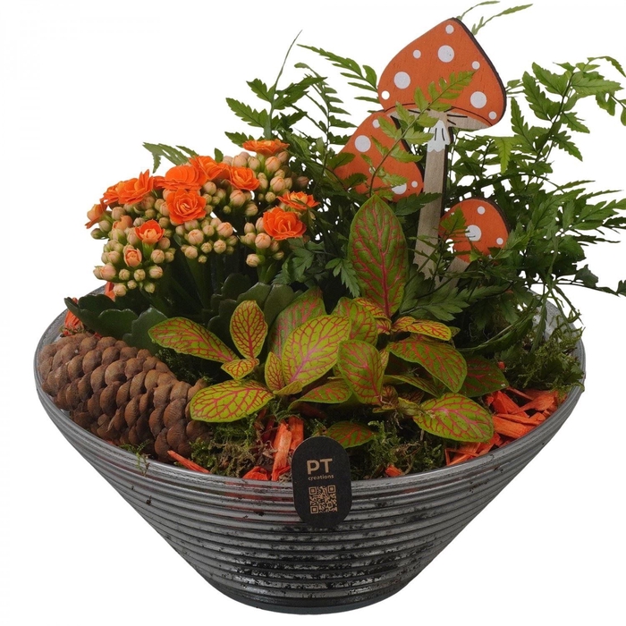 Arr.    Planten  L%