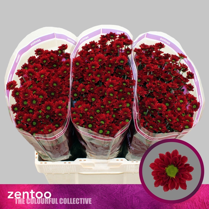 <h4>Chr. San 'Mexx' 1200gr</h4>