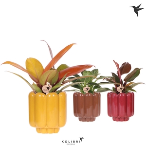 Kolibri Greens Philodendron mix in Retro pot yellow mix