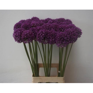 Allium Ambassador P Langedijk