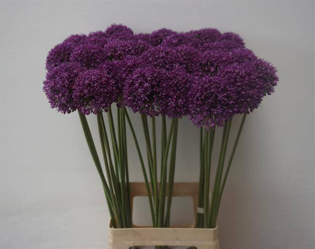 <h4>Allium Ambassador P Langedijk</h4>