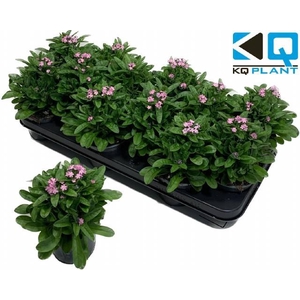 Myosothis Sylvat Mon Amie Pink 10,5Ø 20cm